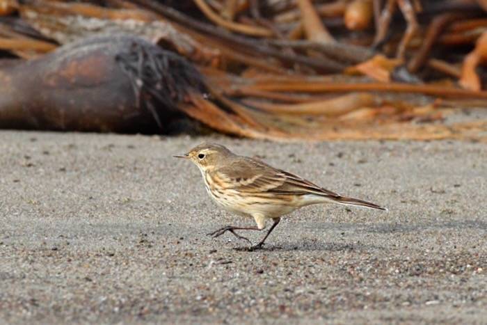 American Pipit (Anthus rubescens) by Alan Vernon. is licensed under CC BY-NC-SA 2.0